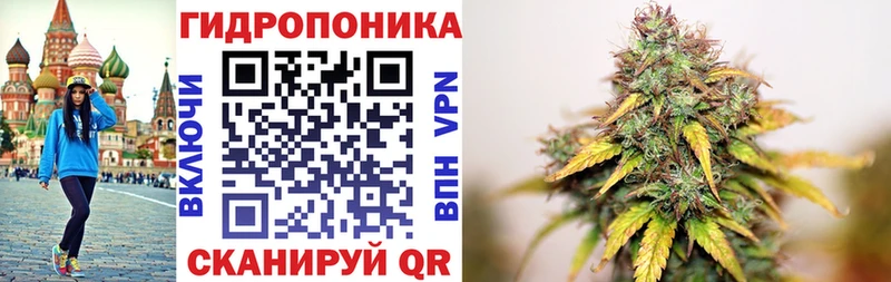 МАРИХУАНА сатива Балтийск